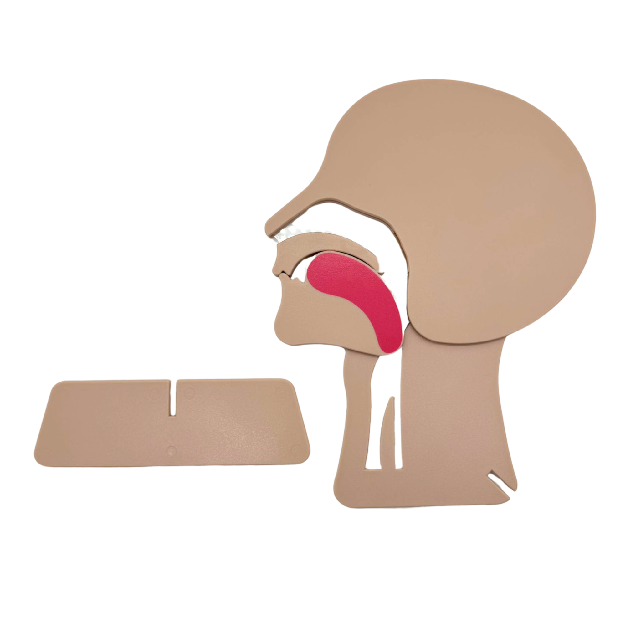 Airway Head Section Model & Training Device