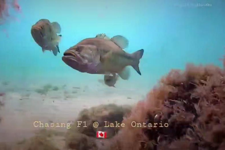 Chasing Underwater Drone - F1 Old Style Retail Package (New)