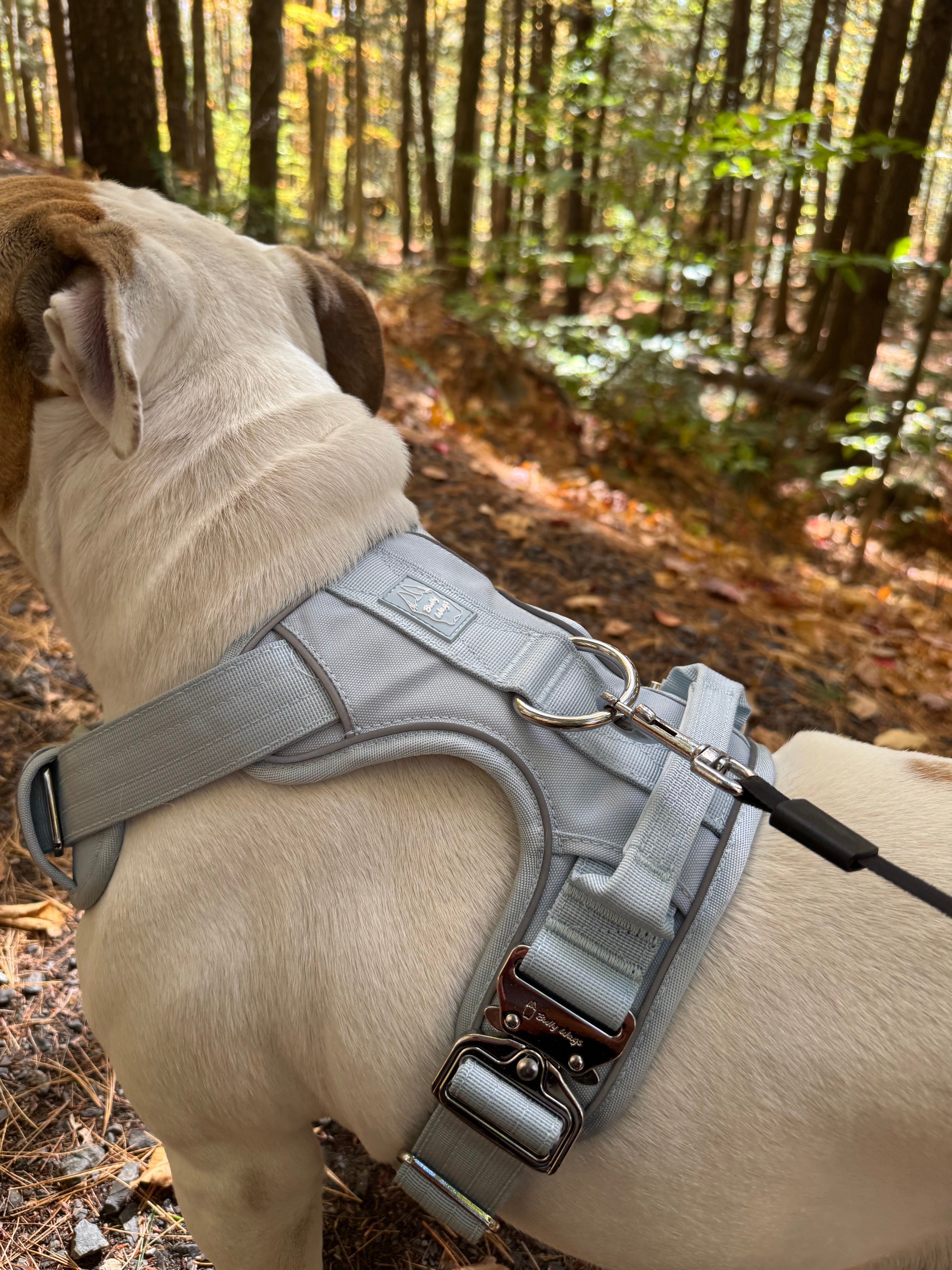 Heavy-Duty Everyday Harness - Baby Blue